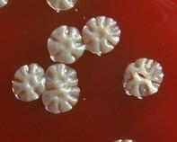 streptomyces colonies streptomyces colonies